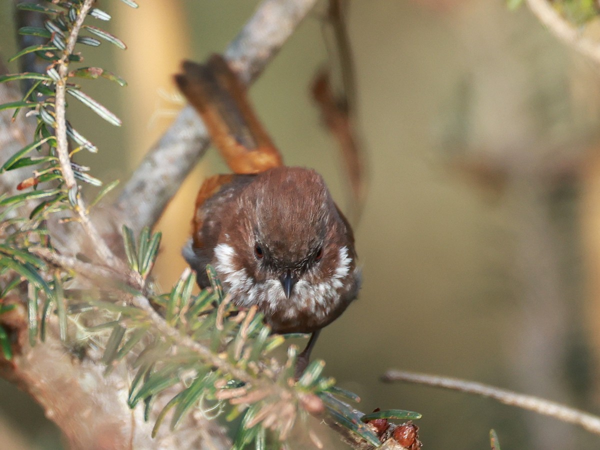 Brown-throated Fulvetta - ML647499686