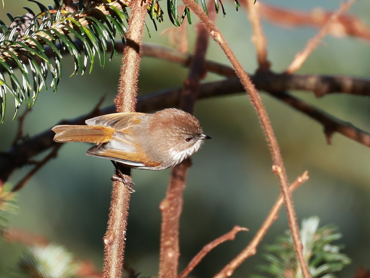 Brown-throated Fulvetta - ML647499687