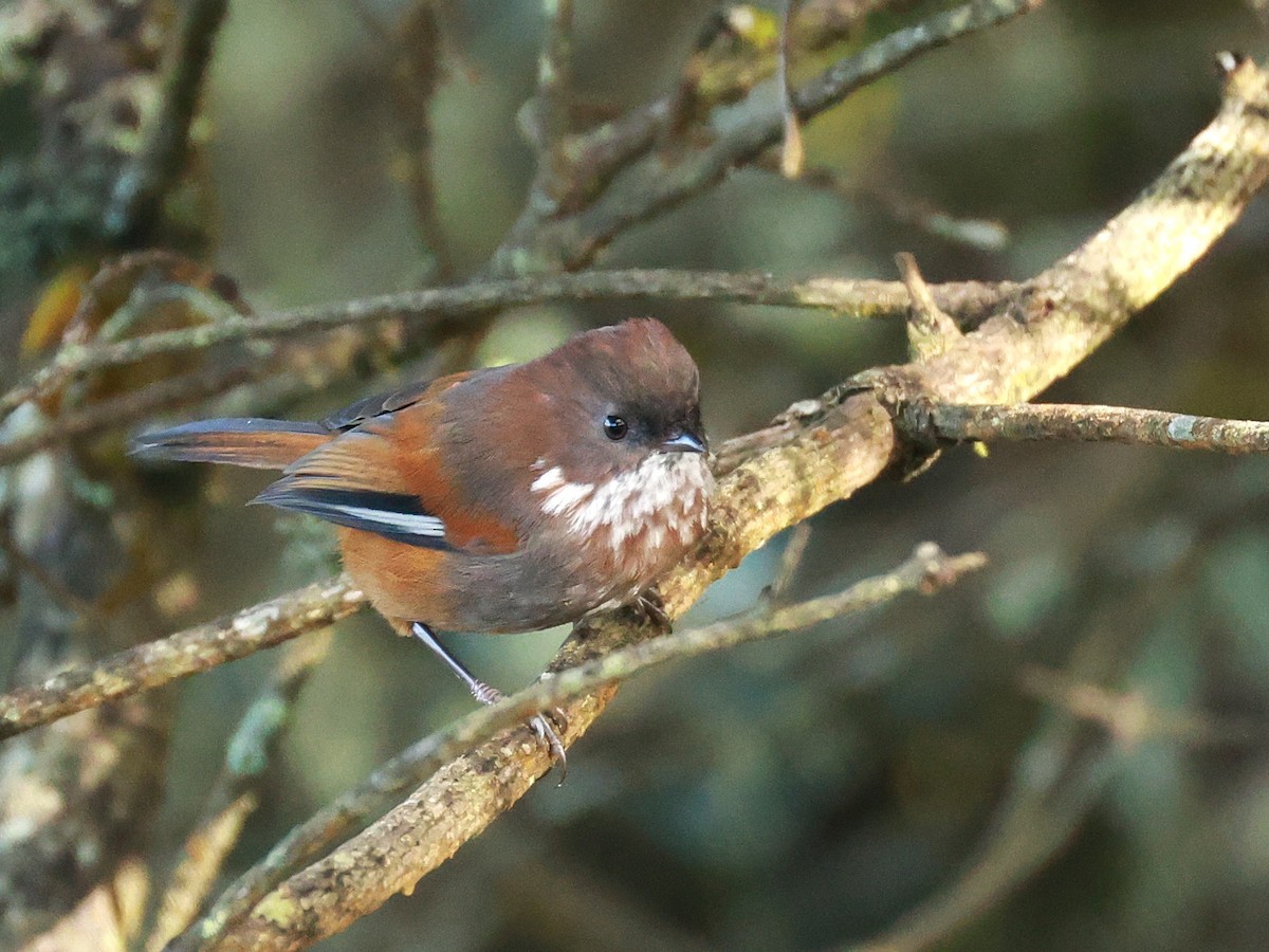 Brown-throated Fulvetta - ML647499688