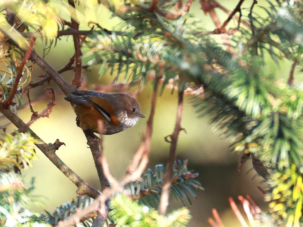 Brown-throated Fulvetta - ML647499689