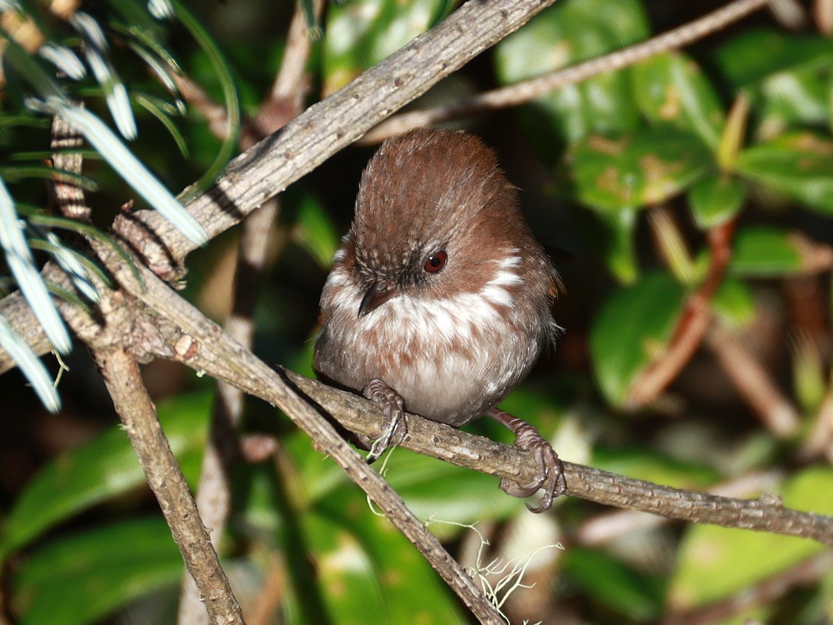Brown-throated Fulvetta - ML647499690