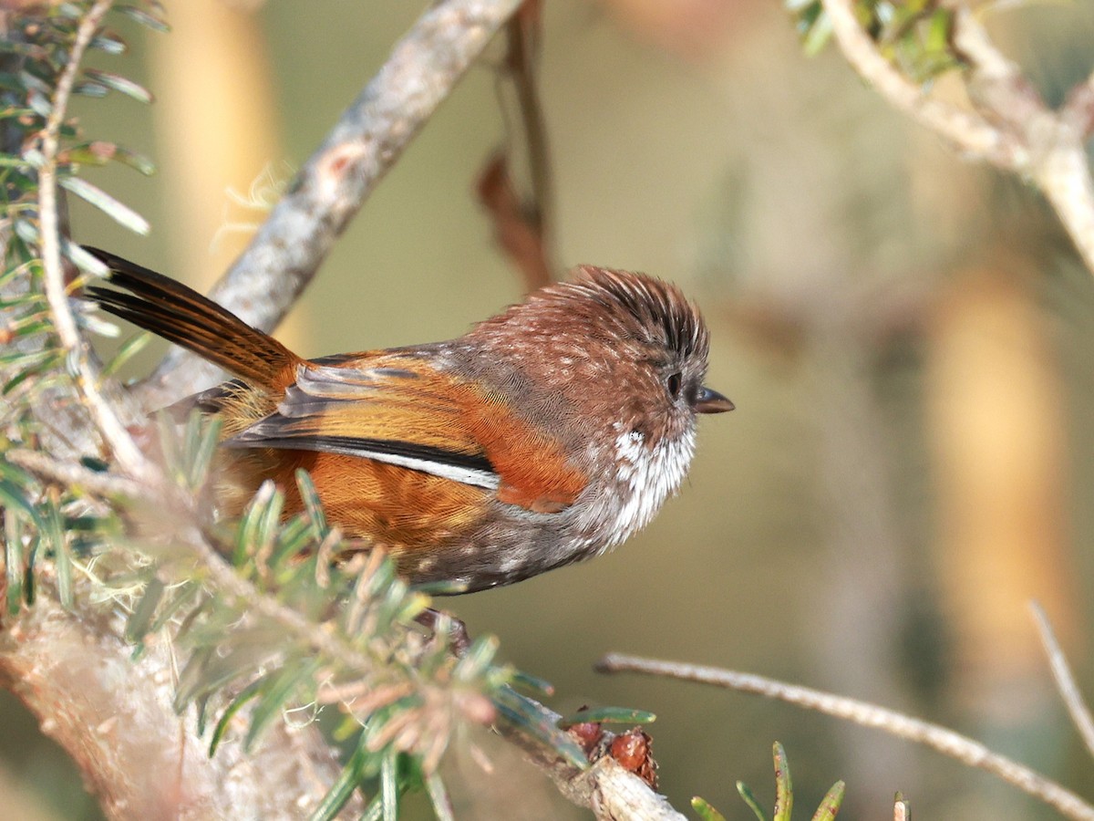 Brown-throated Fulvetta - ML647499691