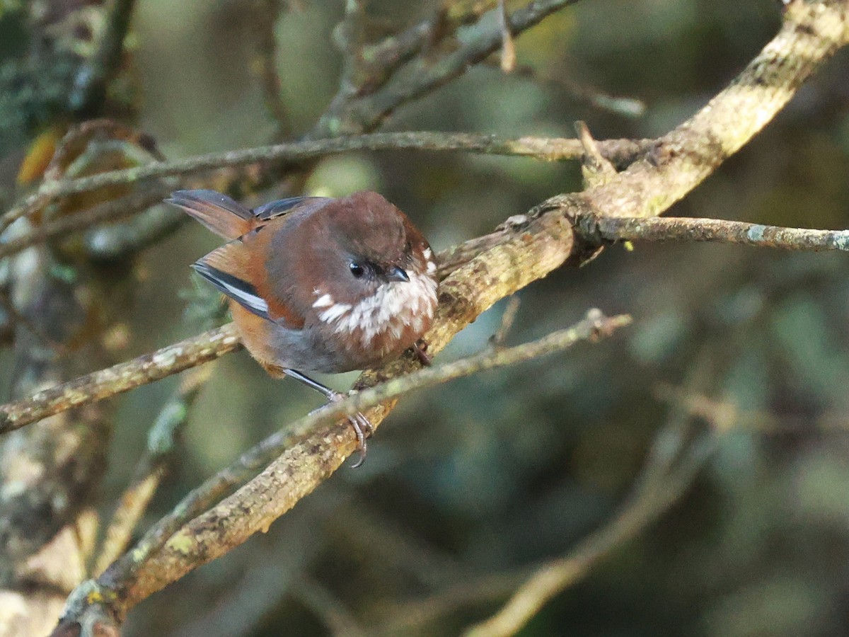 Brown-throated Fulvetta - ML647499692