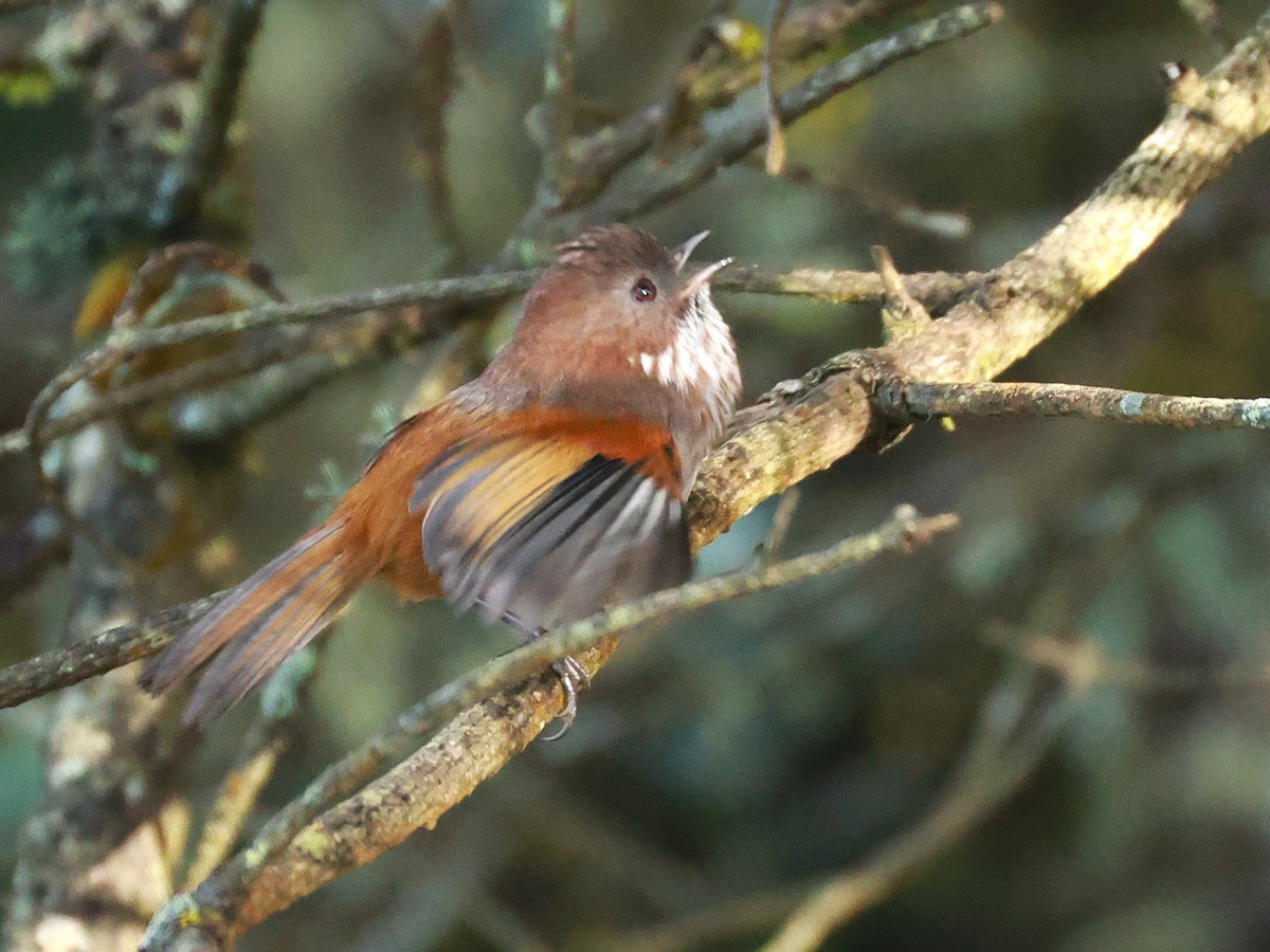 Brown-throated Fulvetta - ML647499693