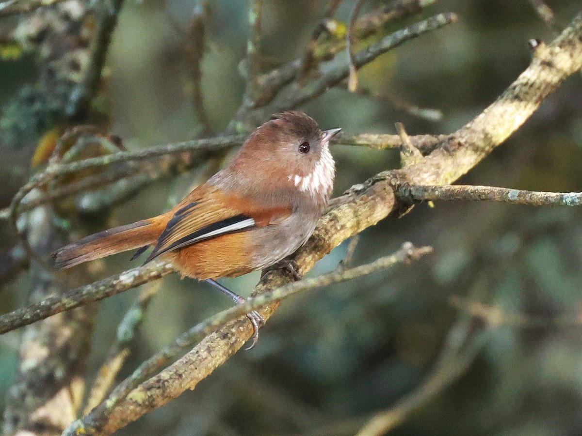 Brown-throated Fulvetta - ML647499694