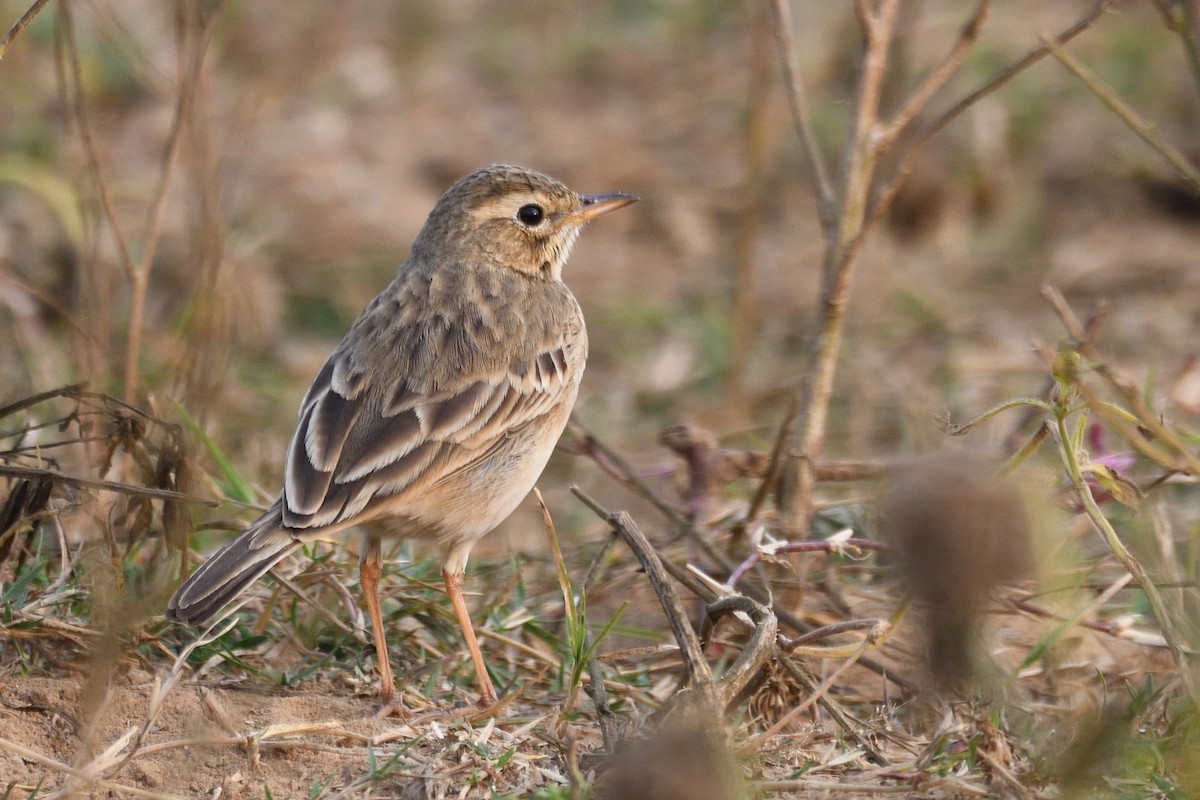 Paddyfield Pipit - ML647499695