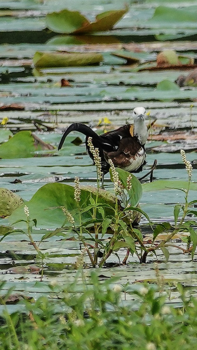 Pheasant-tailed Jacana - ML647499699