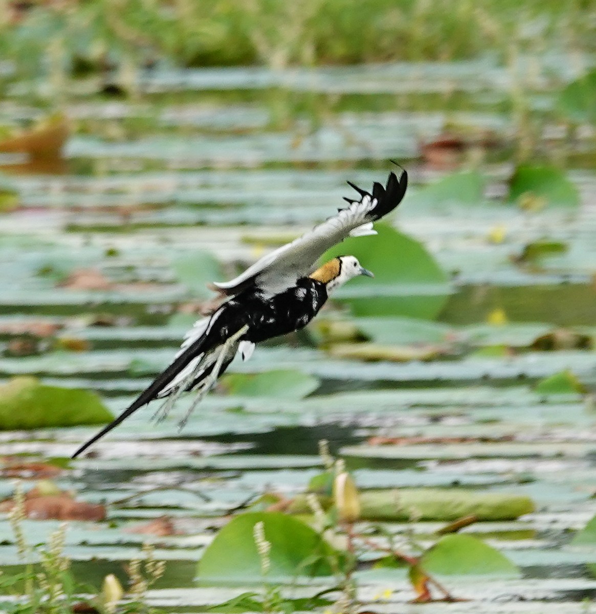 Pheasant-tailed Jacana - ML647499700