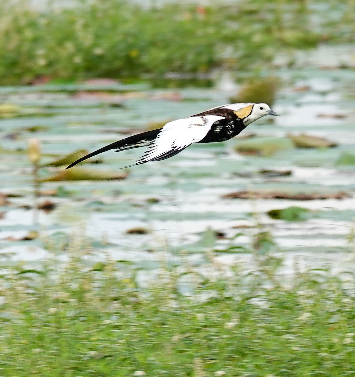 Pheasant-tailed Jacana - ML647499701