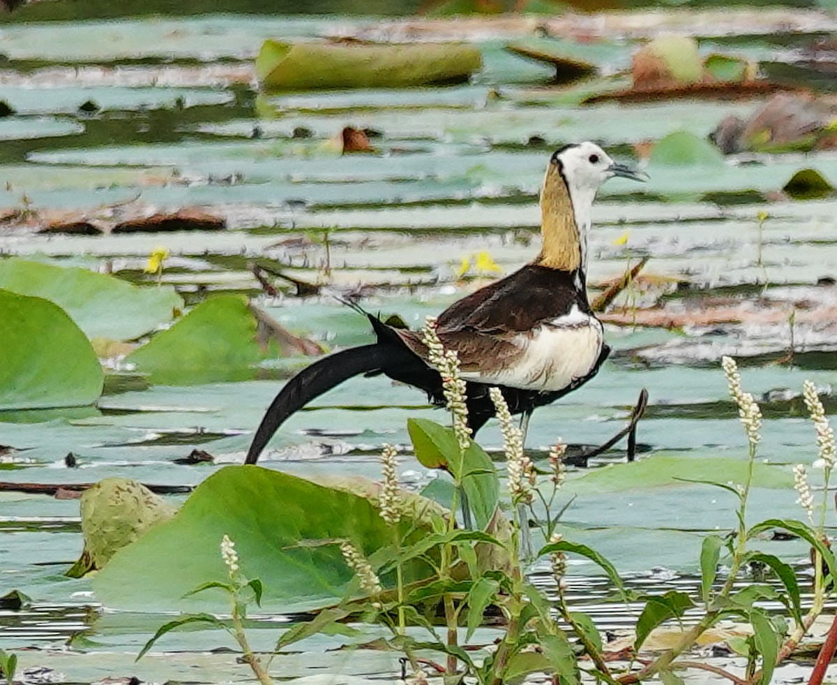 Pheasant-tailed Jacana - ML647499702