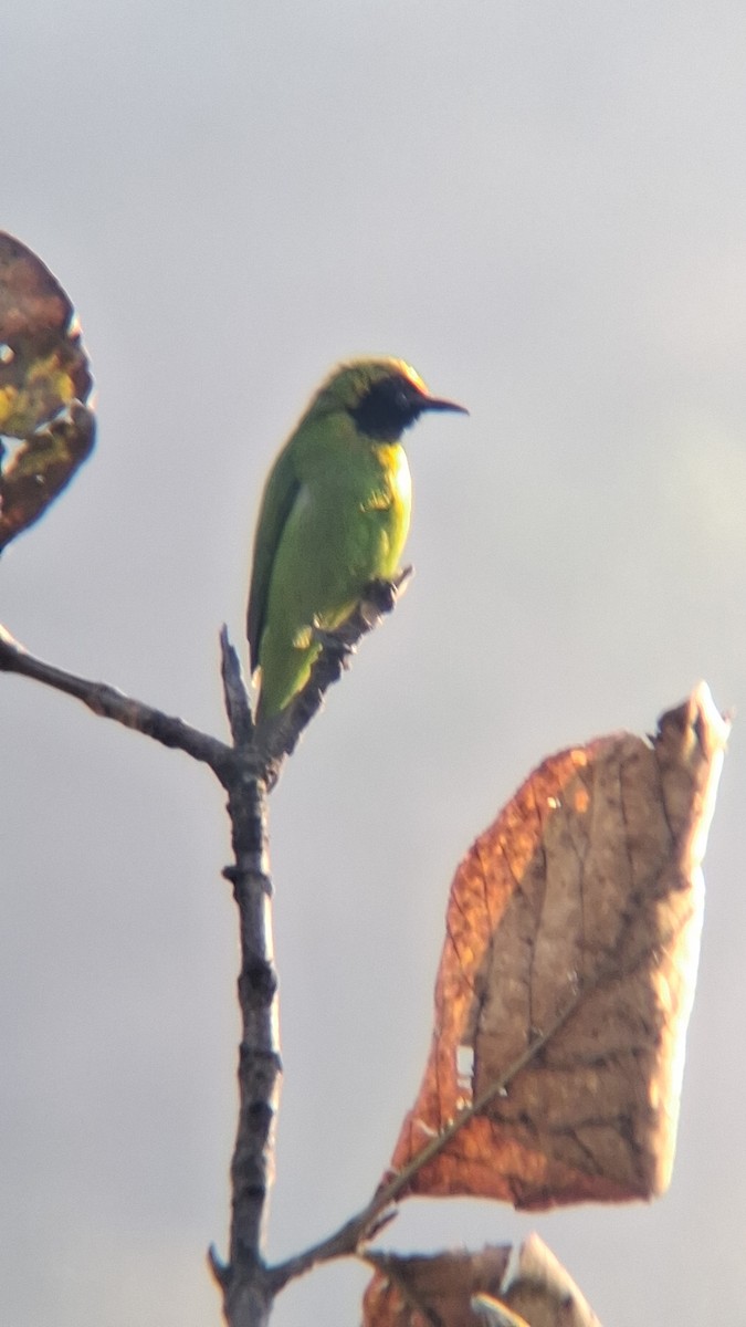 Golden-fronted Leafbird - ML647499704