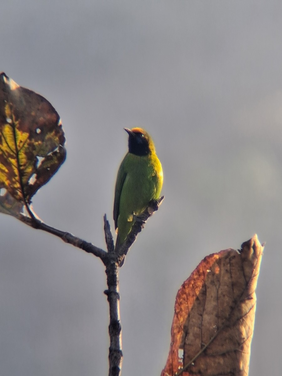 Golden-fronted Leafbird - ML647499705