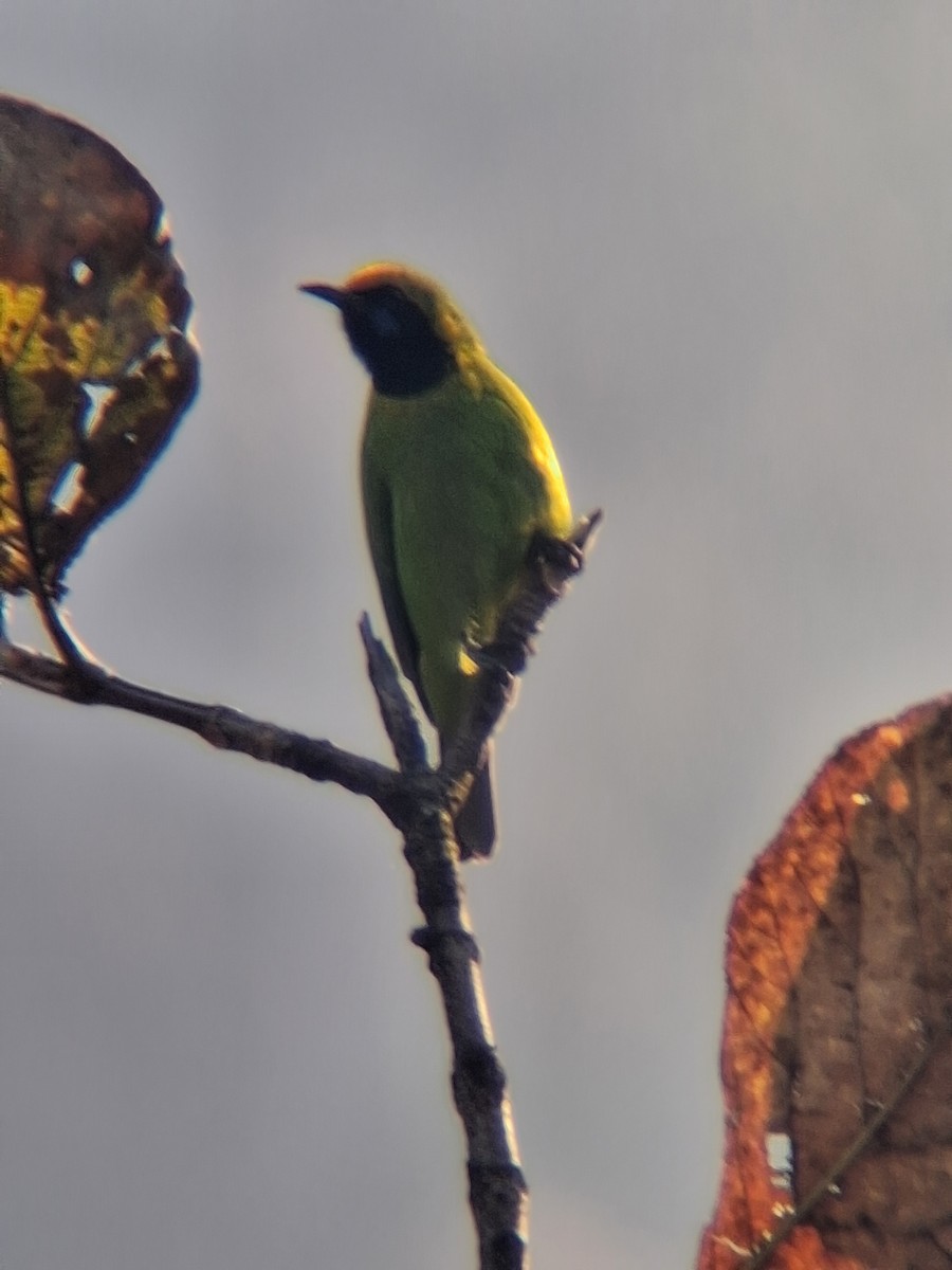 Golden-fronted Leafbird - ML647499706