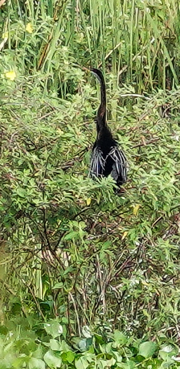 Doğu Yılanboyunu - ML647499726