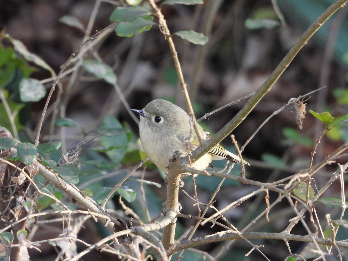 Ruby-crowned Kinglet - ML647499740
