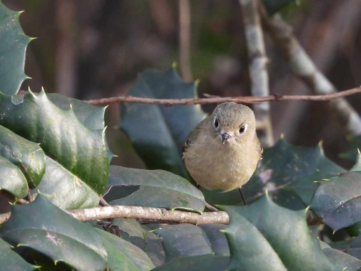 Ruby-crowned Kinglet - ML647499741