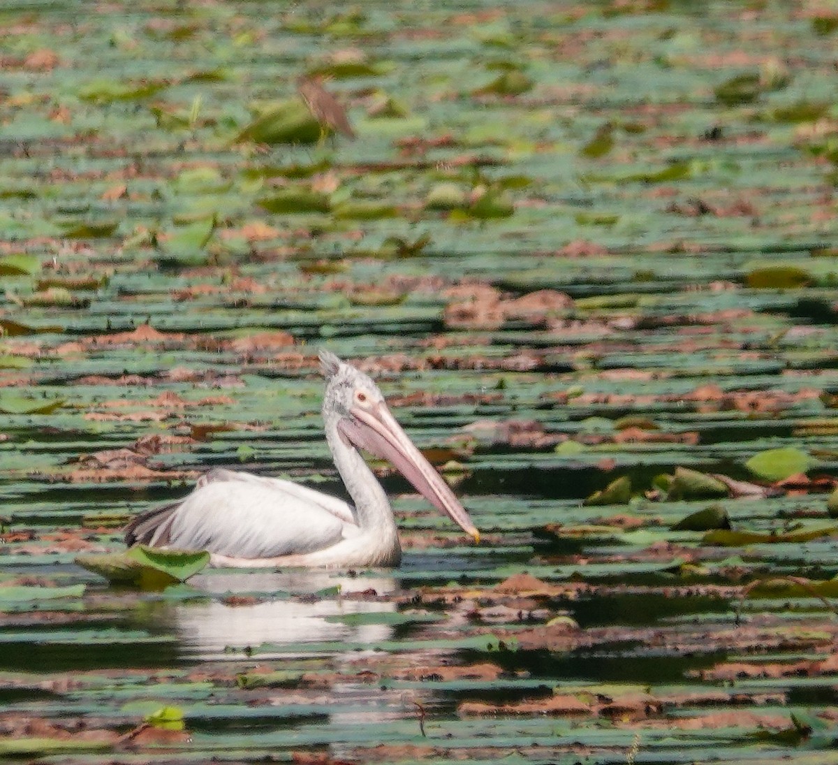 Hint Pelikanı - ML647499756