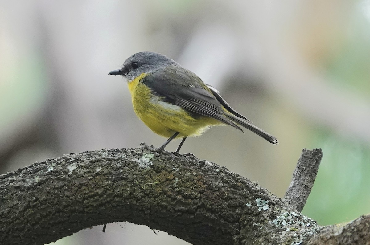 Eastern Yellow Robin - ML647499769