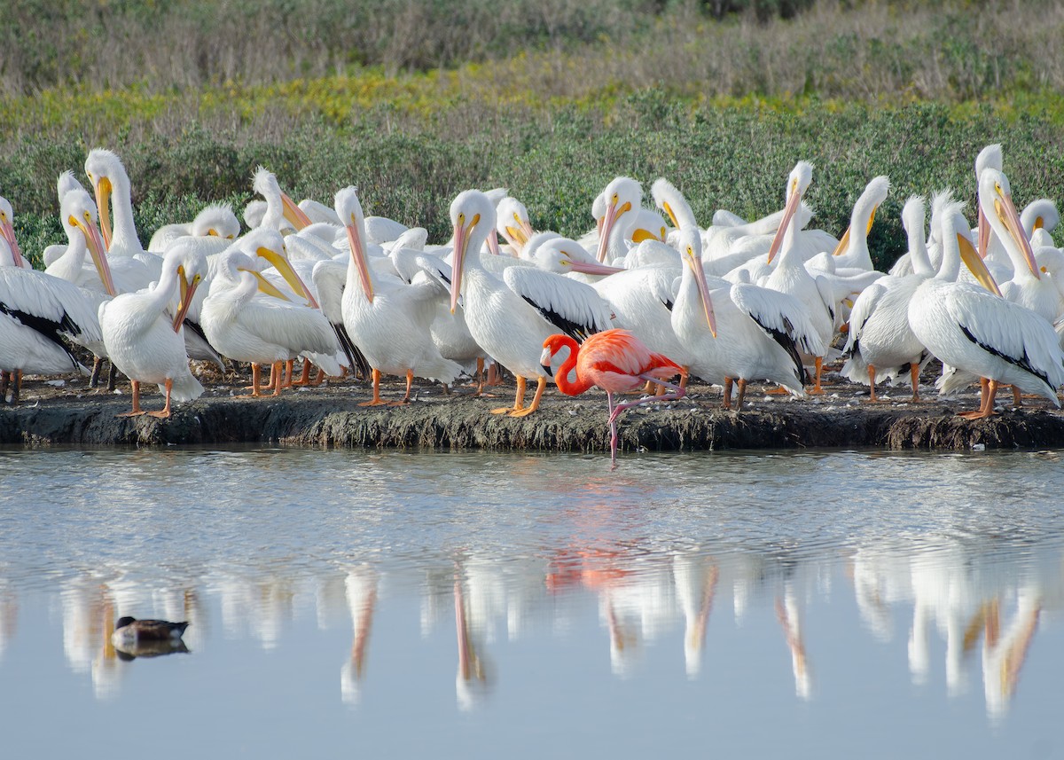 American Flamingo - ML647499778