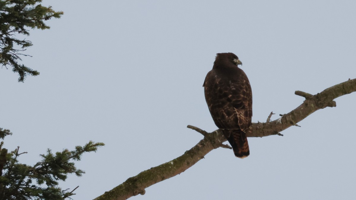 Red-tailed Hawk - ML647499801