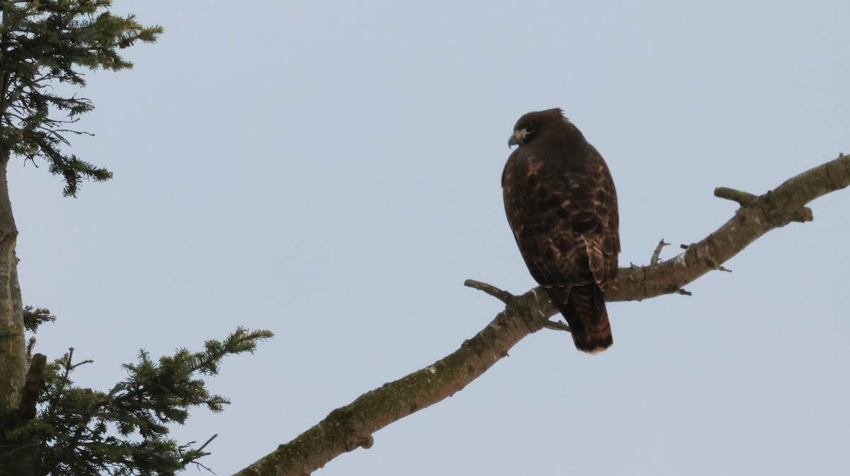 Red-tailed Hawk - ML647499802