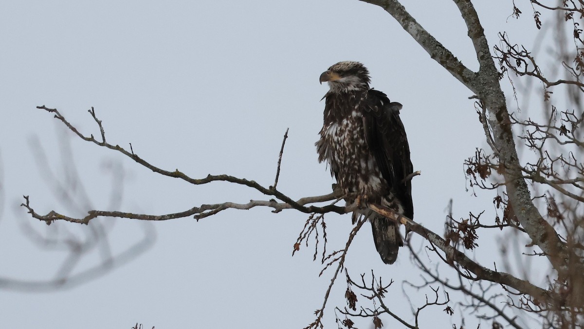 Bald Eagle - ML647499813