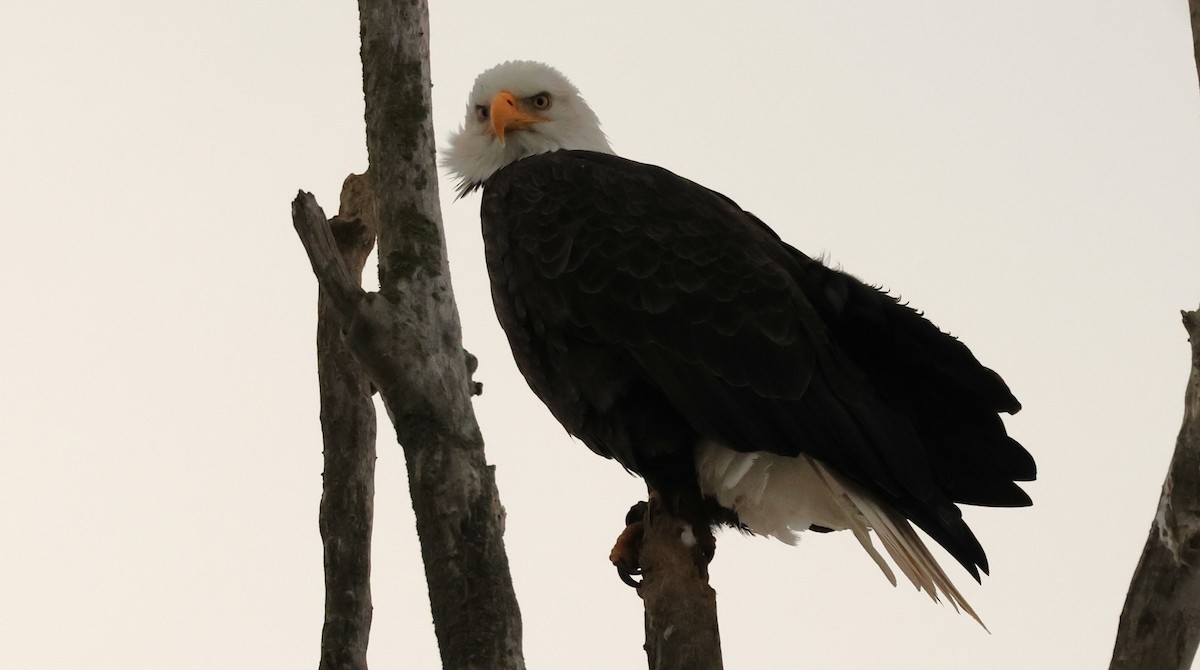 Bald Eagle - ML647499814