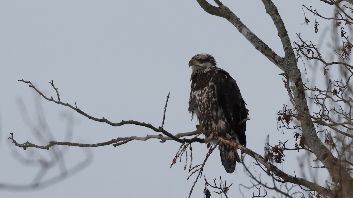 Bald Eagle - ML647499815