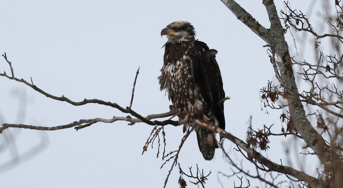 Bald Eagle - ML647499816