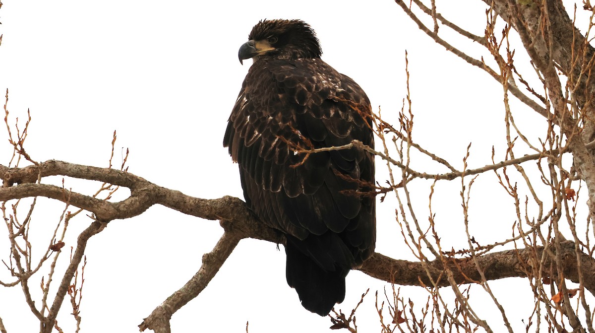 Bald Eagle - ML647499817