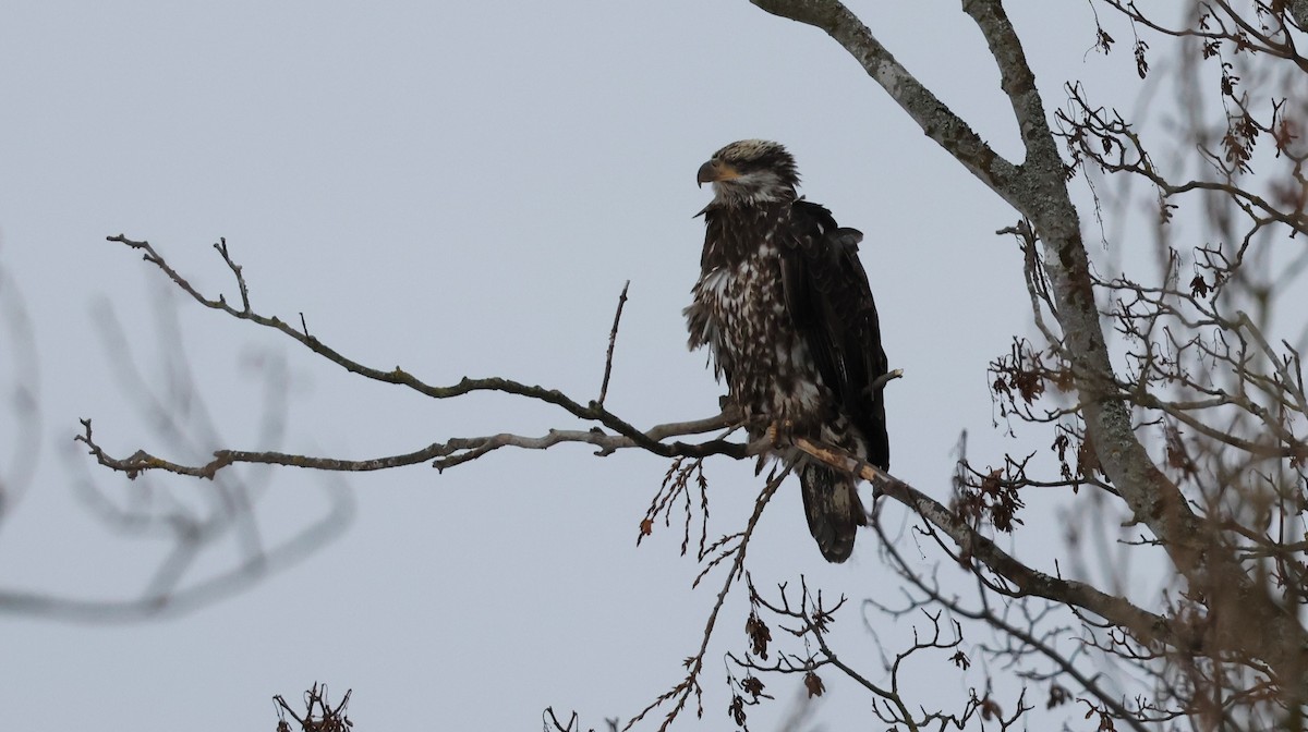Bald Eagle - ML647499818