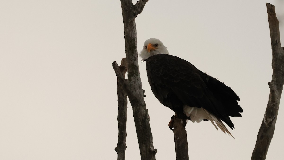 Bald Eagle - ML647499819