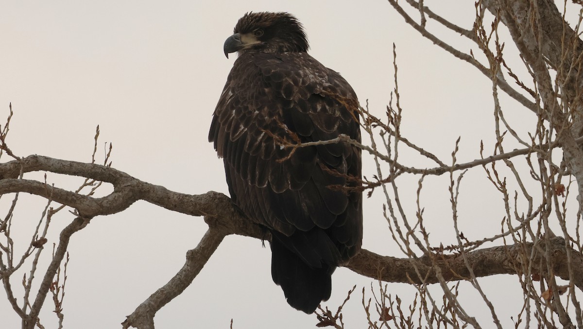 Bald Eagle - ML647499820