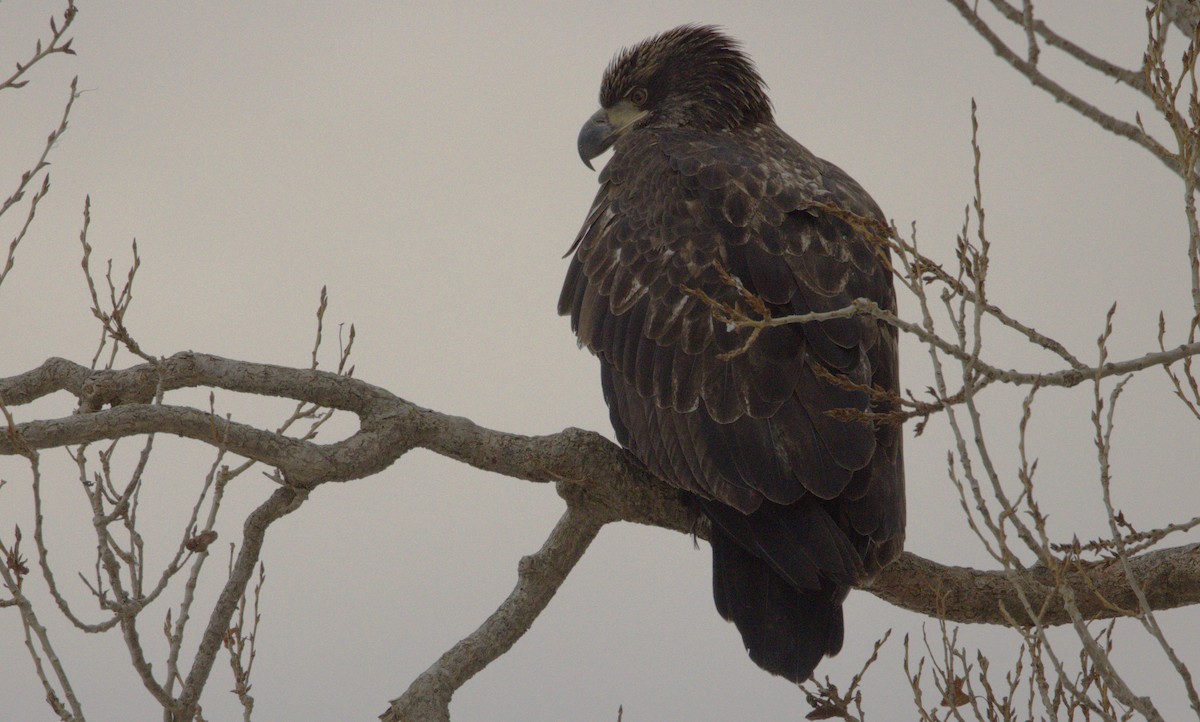 Bald Eagle - ML647499821