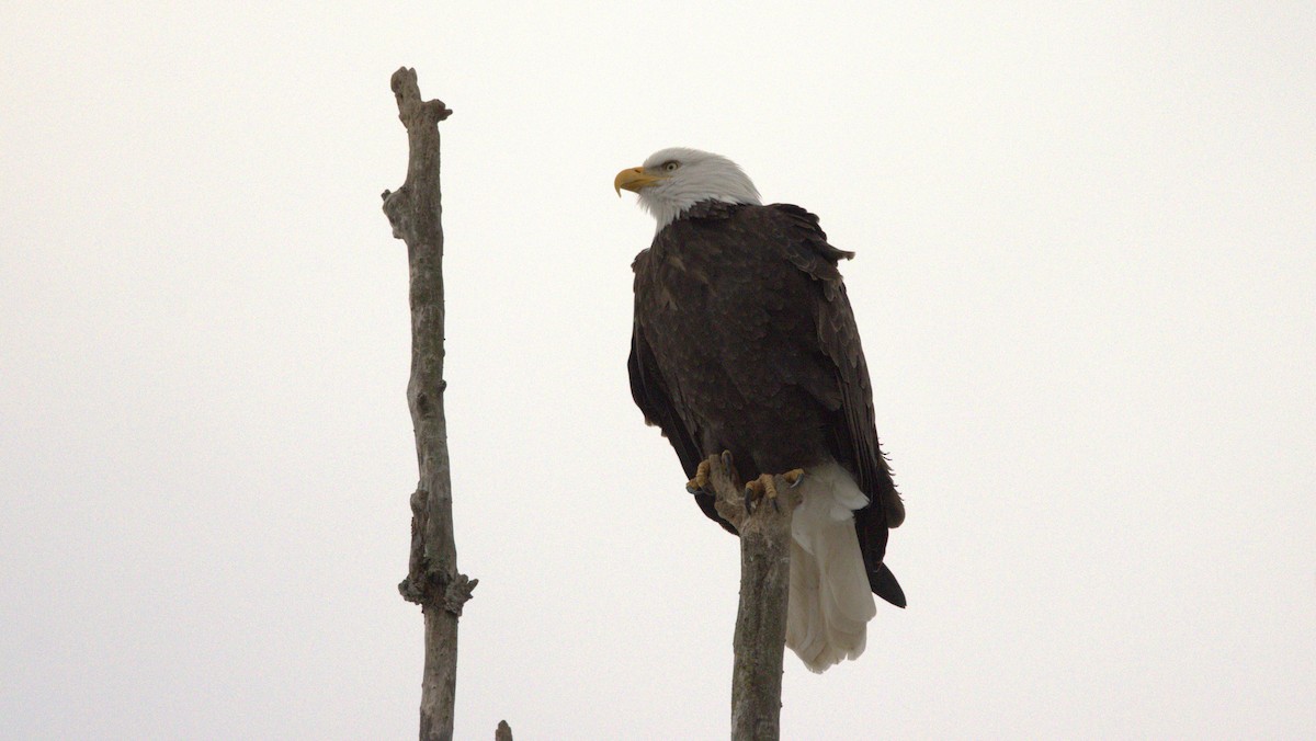 Bald Eagle - ML647499822
