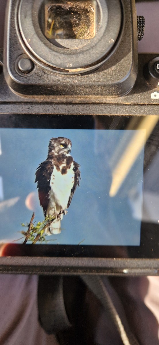 Beaudouin's Snake-Eagle - ML647499830