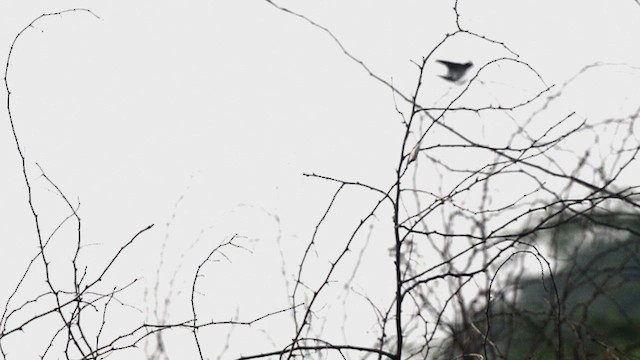 Barn Swallow - ML647499838