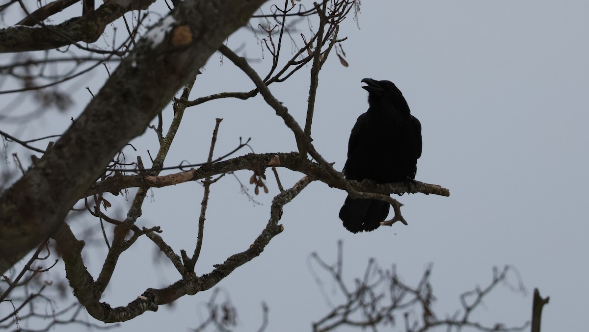 Common Raven - ML647499840