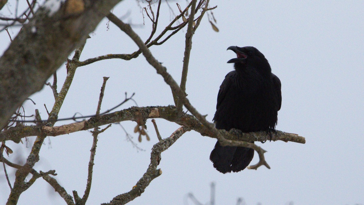 Common Raven - ML647499841