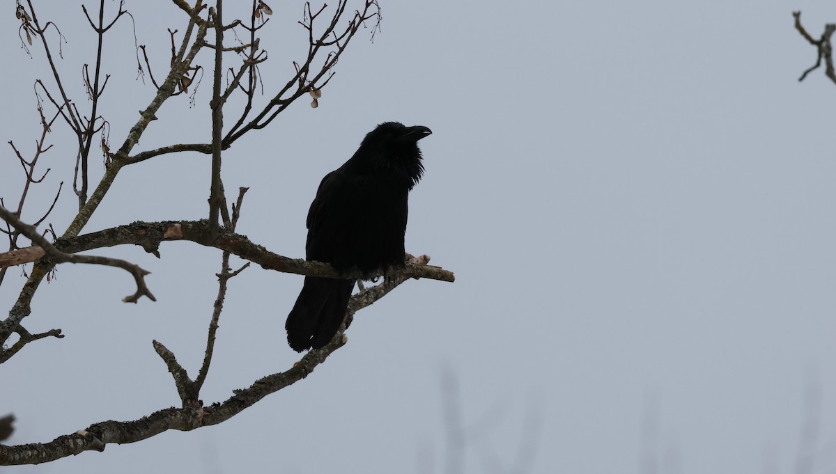 Common Raven - ML647499842