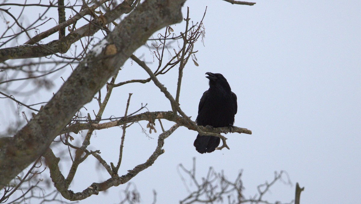 Common Raven - ML647499843