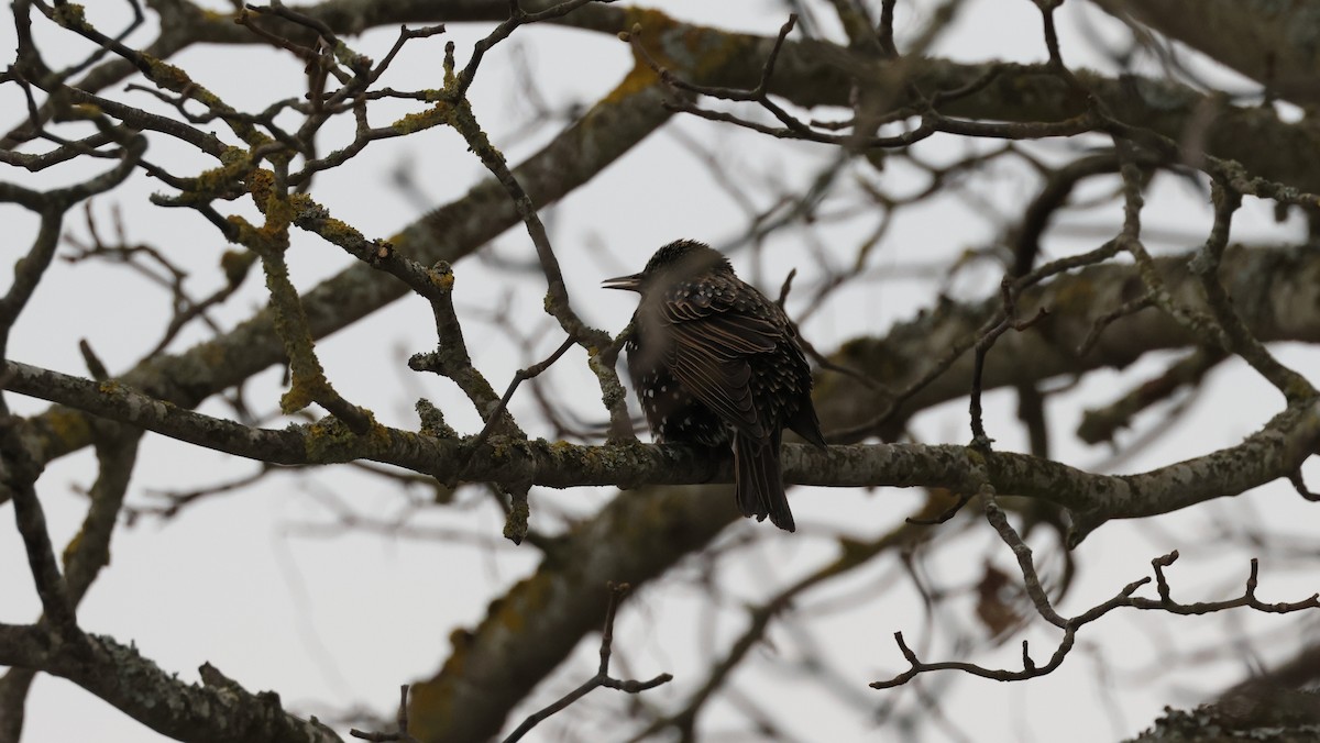 European Starling - ML647499847