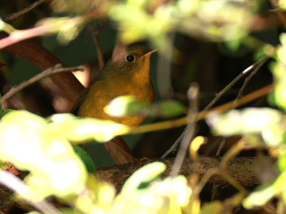 Golden Bush-Robin - ML647499868