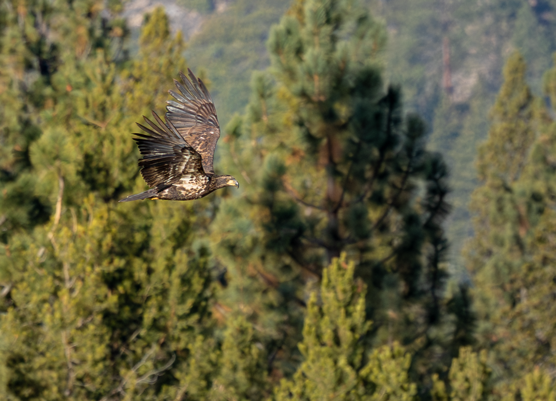 Bald Eagle - ML647499871