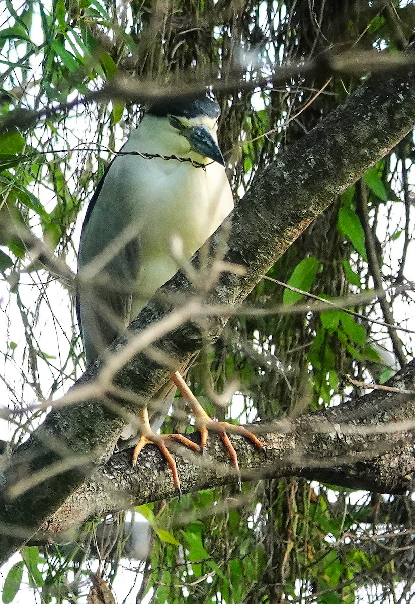 Black-crowned Night Heron (Eurasian) - ML647499874