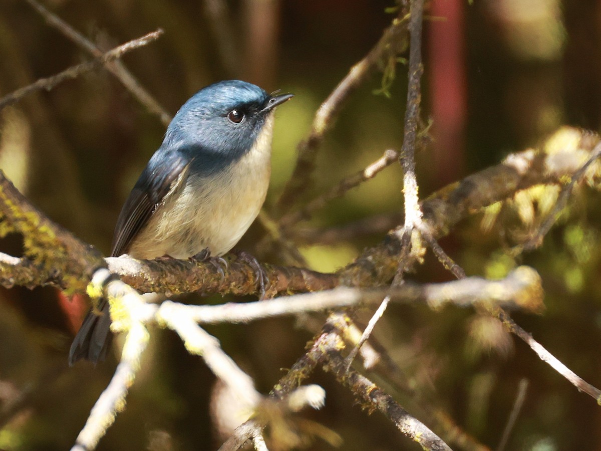 Slaty-blue Flycatcher - ML647499875