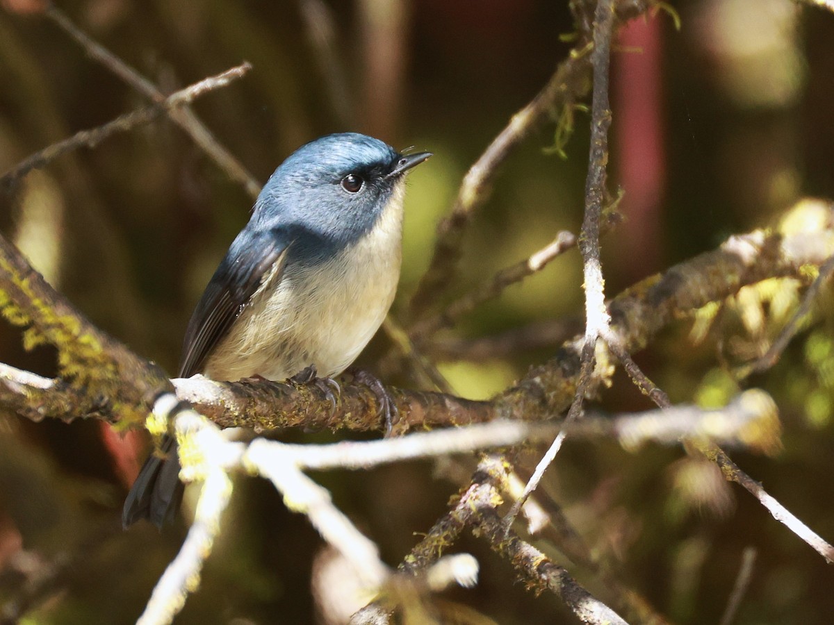 Slaty-blue Flycatcher - ML647499876