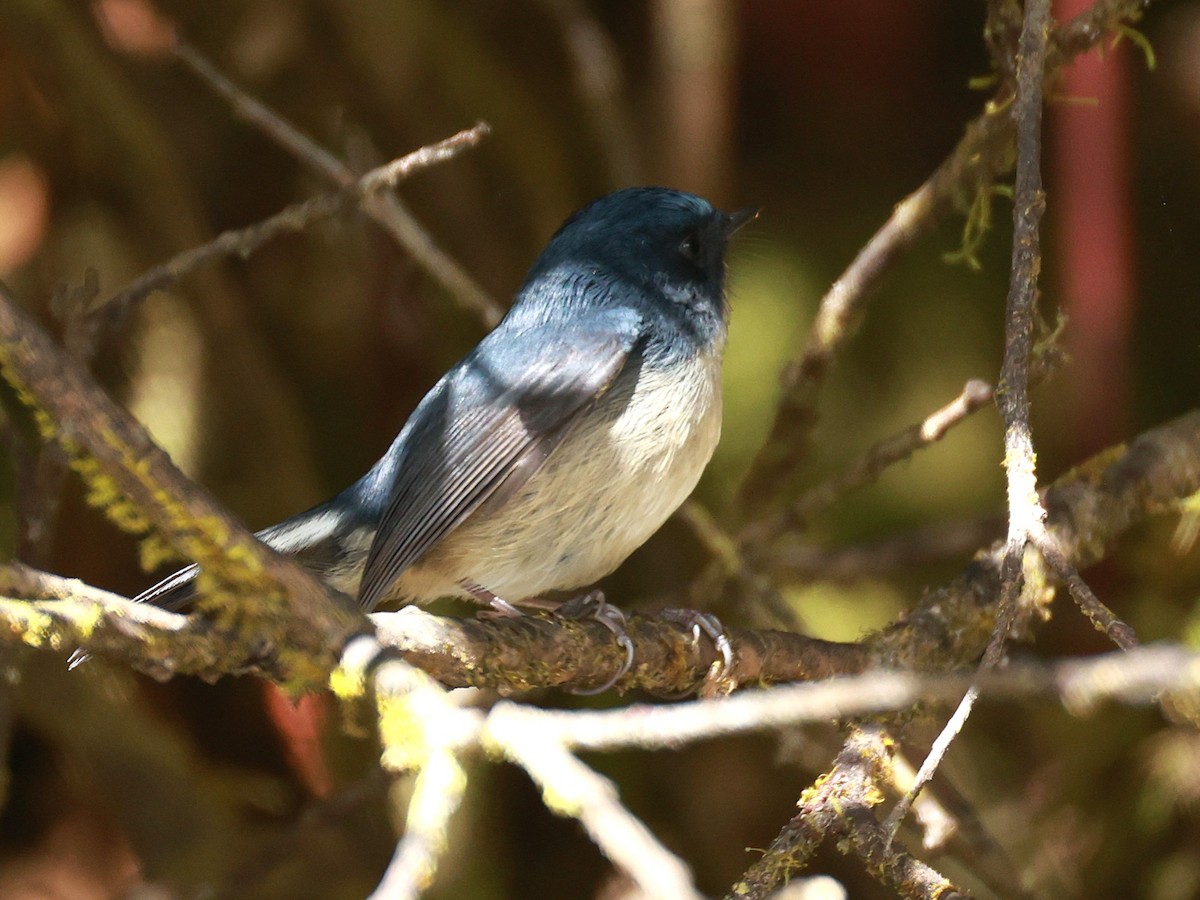 Slaty-blue Flycatcher - ML647499877