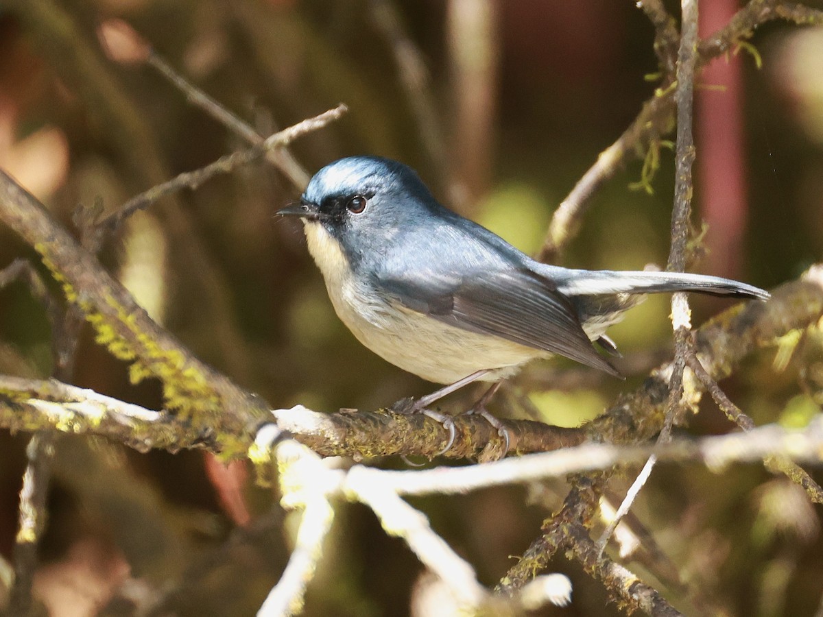 Slaty-blue Flycatcher - ML647499878