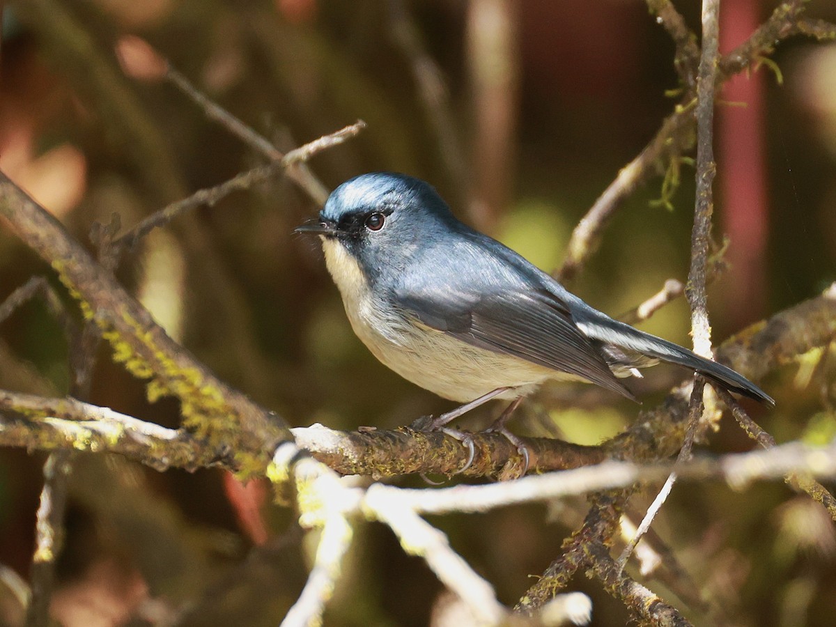 Slaty-blue Flycatcher - ML647499879